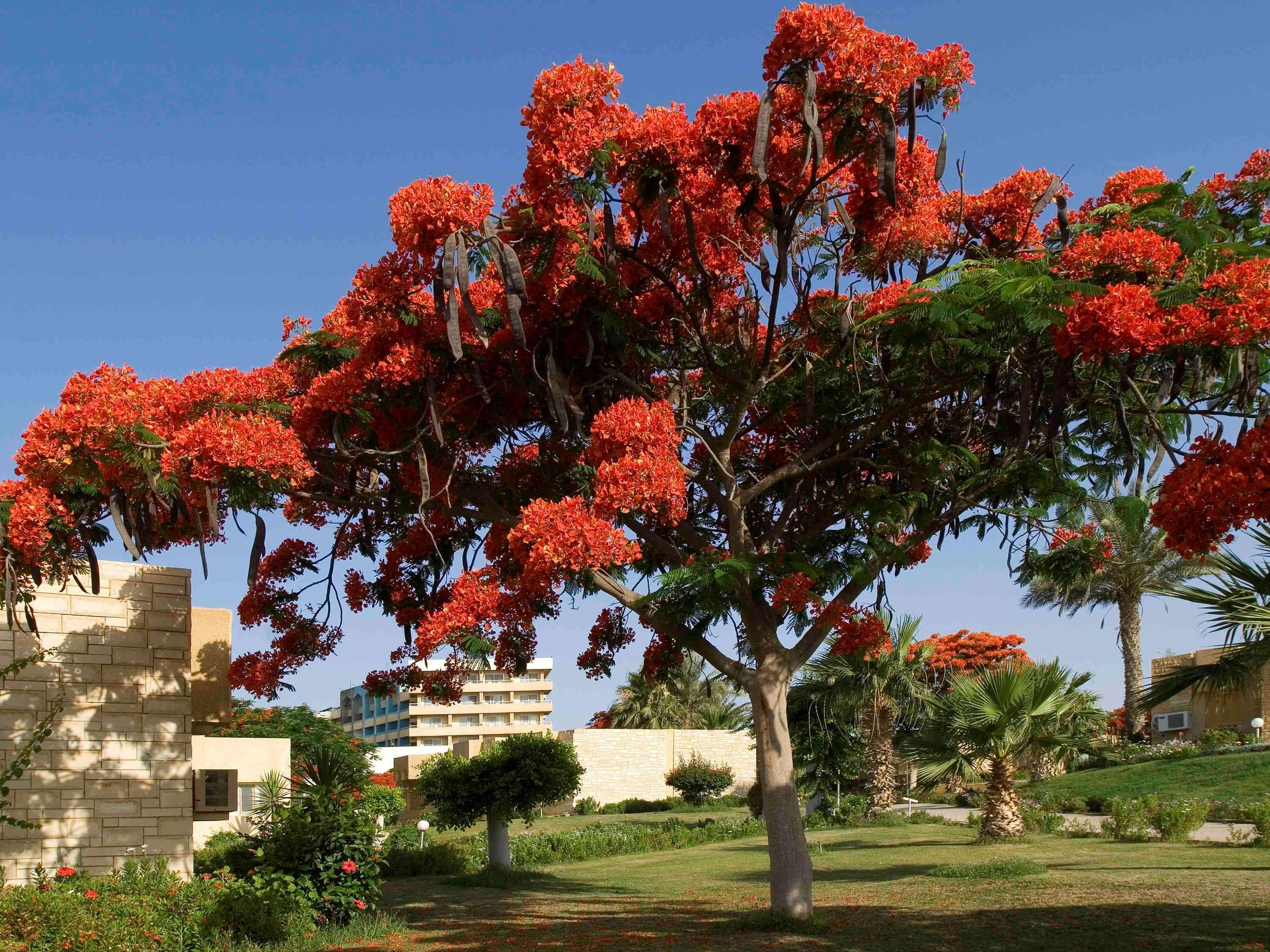 Mercure Ismailia Forsan Island Extérieur photo