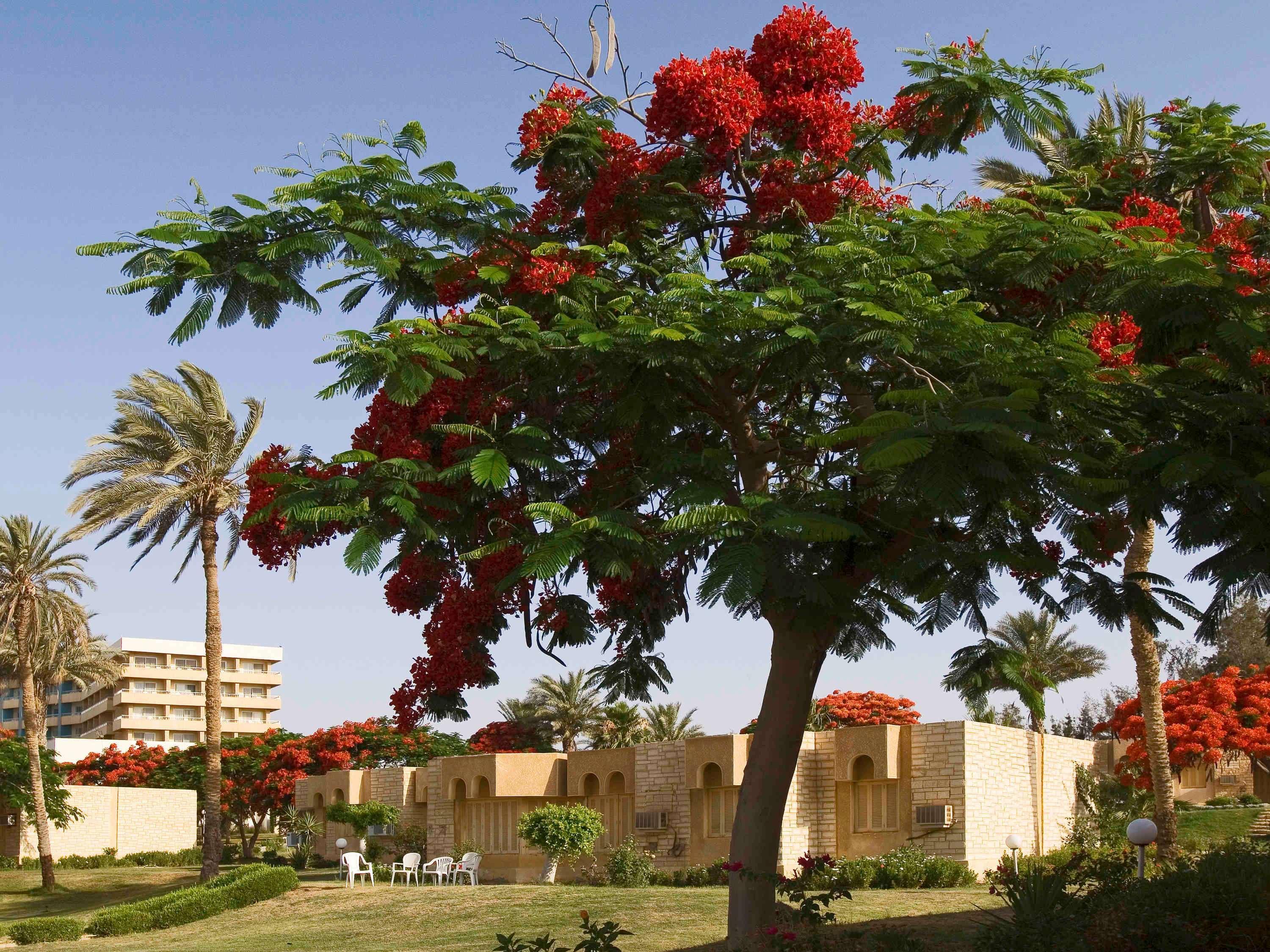 Mercure Ismailia Forsan Island Extérieur photo